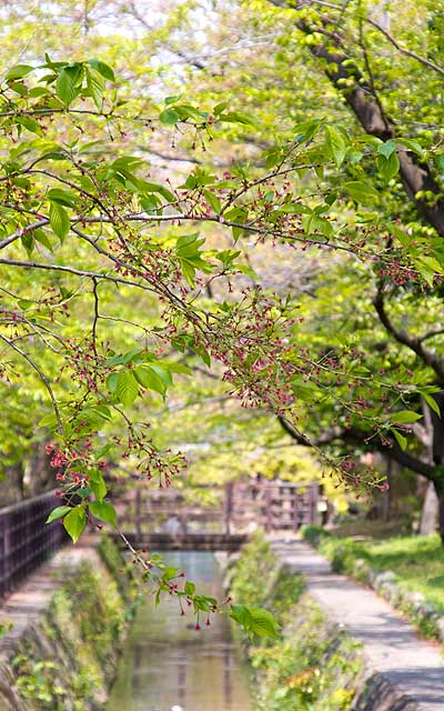 すかーり緑色になった桜…(^_^;)花の付いてた軸が落ちれば、本当の真緑に…まだ早いけど、初夏の感じも間近に…＼(T_T)／