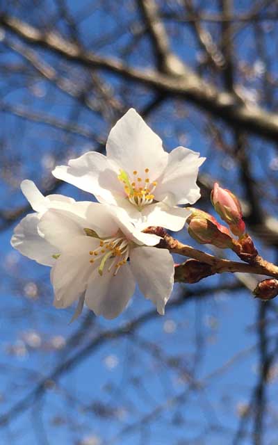 先日とはまた別のトコロで…(^_^;)桜の季節になりましたかーヽ(^.^;)丿