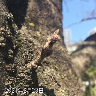 【武蔵小杉の桜(定点観測2021)】2月23日、暖かい日が続いたので、急に変化してるかも…と、思いましたが、実のトコロ変化は全くありませんでしたヽ(^.^;)丿