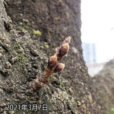 【武蔵小杉の桜(定点観測2021)】3月7日、明日見に行けないので今日時点のを…(^_^;)やはりピント合い難く、これを撮るのに何枚やらかしたコトかヽ(^.^;)丿