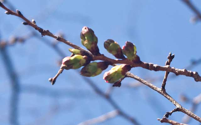 昨日撮れなかった、早々咲く木の枝先…この感じだと、これは2週間以内位に咲くかもしれませぬ(^_^;)