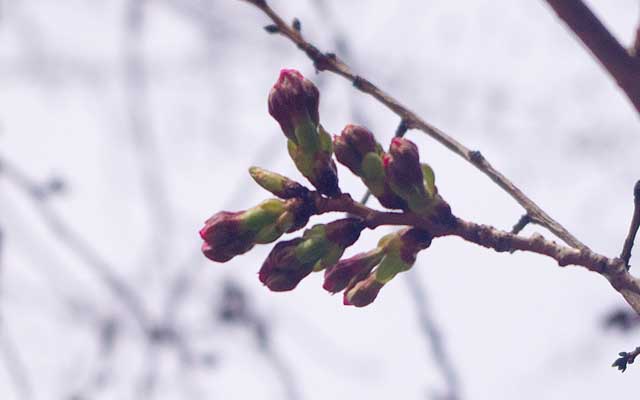 一昨日も撮った枝、2日間で結構先っぽが伸びた感じでありますヽ(^.^;)丿これ来週には咲くかもしれんですな…(^_^;)