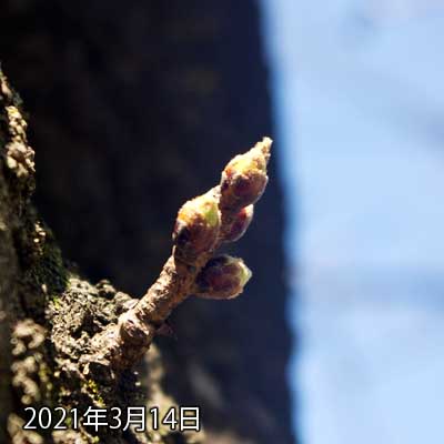 【武蔵小杉の桜(定点観測2021)】3月14日、右下の蕾が膨らんだ気がしますが…まだまだ開花準備にも至っておらん感じです…(^_^;)