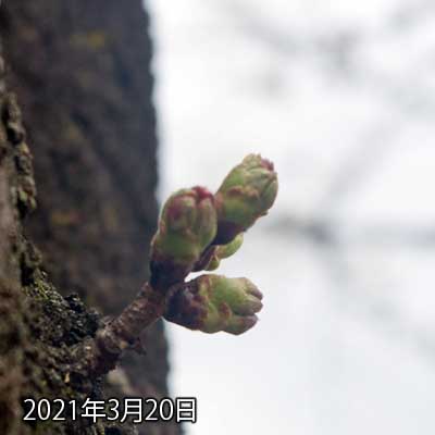 【武蔵小杉の桜(定点観測2021)】3月20日、昨日は写真を載せられませんでしたが…明日雨っぽいので、今日は撮っておかんと…ってコトで(^_^;)先が割れ始めまして、これから伸びて開いて…ってなるから、咲くのは来週後半かなぁ…(^_^;)
