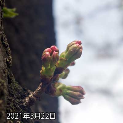 【武蔵小杉の桜(定点観測2021)】3月22日、やっと先っぽが伸びてくれたよーですヽ(^.^;)丿ここからだと、開花には最低3日位はかかると思われ…(^_^;)