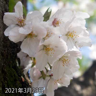 【武蔵小杉の桜(定点観測2021)】3月29日、この角度だと向こう側がどーなってるのかが見えなかったな…(^_^;)咲いてはいそうだが〜ヽ(^.^;)丿