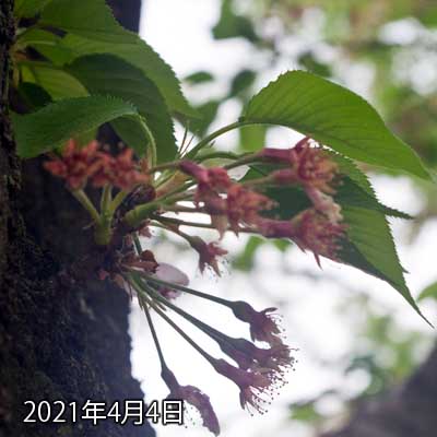 【武蔵小杉の桜(定点観測2021)】4月4日、一昨日より葉っぱが大きくなってなイカ?(^_^;)