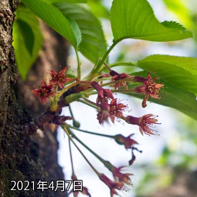 【武蔵小杉の桜(定点観測2021)】4月7日、更に葉っぱが広がった感じでしょうか?でも花の付いてた軸はまだしかーり残っておる(^_^;)これが取れたら動画化かのぉ…