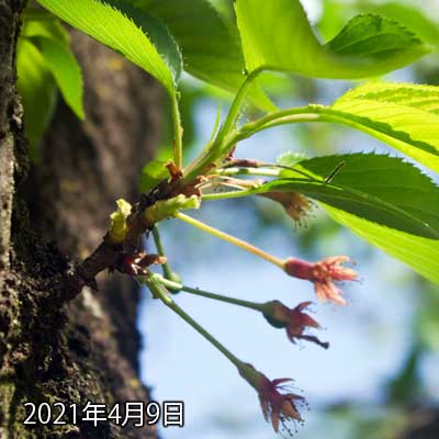【武蔵小杉の桜(定点観測2021)】4月9日、軸が何本か落ちてましたな…葉っぱも大きくなってるよーな気が…(^_^;)