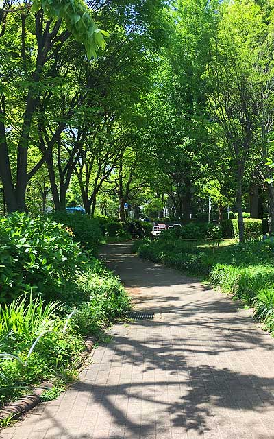 日記絵の背景(^_^;)単に公園内なんですが、4月っつより初夏な印象がありますなーヽ(^.^;)丿桜の木ももう緑一色ですしー(この写真の中には生えてないけどw)