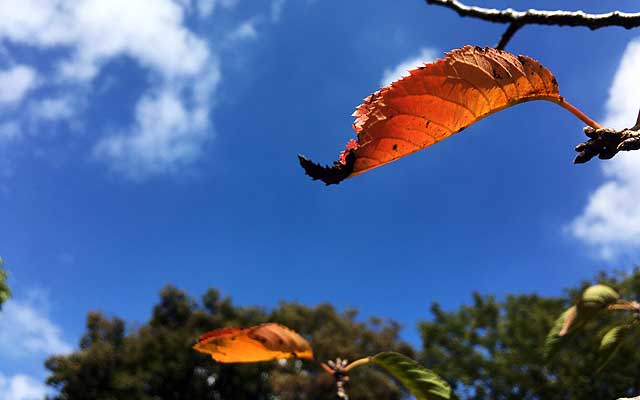 近所の公園にある桜の木…の葉っぱアップヽ(^.^;)丿ちょっと彩度立ち上げてますが〜ヽ(^.^;)丿こーゆー色の対比は良いすな♪