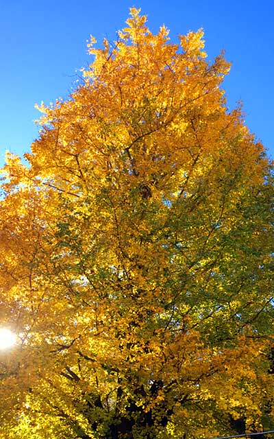 荻窪駅前のイチョウ、ちょっと彩度調整しとりますが…(^_^;)あほ空の青と葉っぱの黄色がキレイだったので…(^_^;)大田黒公園辺りはキレイとか聞いたな…時間あれば行っておきたいが…(^_^;)