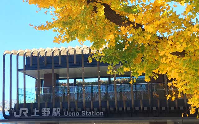 JR上野駅公園側、イチョウがいい色だわ…地面も黄色くなっとーヽ(^.^;)丿が、風は少し冷たかったかのーヽ(^.^;)丿
