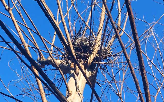 ふと見上げた木の上にナニかの巣…でも既に飛び立たれた後か?空っぽな様子…つまり「お留巣」な＼(^o^)／…あぁ…あ、頭が回ってのい…