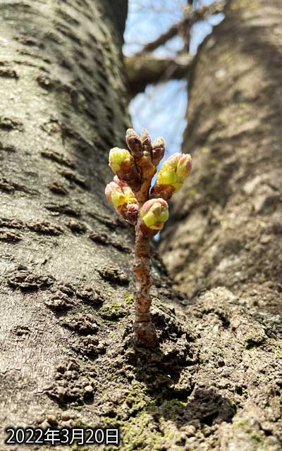 【武蔵小杉の桜(定点観測2022)】3月20日、流石に毎日変化するよーになってきた(^_^;)まぁでも、これが咲くのはまだもうチョイ先かなーヽ(^.^;)丿