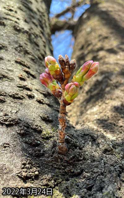 【武蔵小杉の桜(定点観測2022)】3月24日、昨日よりは伸びてますが、まだ咲いてはおりません(^_^;)でもやっぱ週末かな?が、週末は天気崩れるっぽいけど…(^_^;)