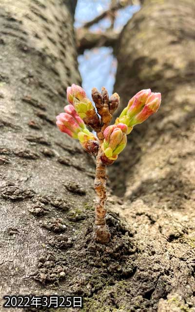 【武蔵小杉の桜(定点観測2022)】3月25日、昨日に比べ、左側が少し伸びた感…週末には咲きそうに無いな(^_^;)雨とかで花びらが落とされ無いかが心配…(^_^;)