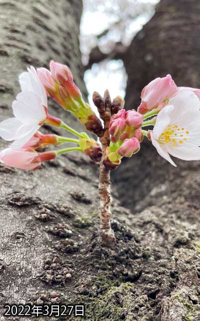 【武蔵小杉の桜(定点観測2022)】3月27日、咲いちゃってましたヽ(^.^;)丿全部では無いけど…周辺も全体的にはほぼ満開か…人出もそこそこ、午前中の天気はイマイチだった…(^_^;)