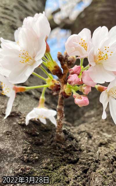 【武蔵小杉の桜(定点観測2022)】3月28日、まだ咲き切ってない…と、ゆーか、てっぺんの3つがまだ全然(^_^;)少し膨らんできた?が、これが咲くのっていつになるんだか…(^_^;)
