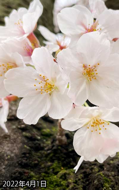 【武蔵小杉の桜(定点観測2022)】4月1日、ぶわぶわぶわぶわーヽ(^.^;)丿後ろ見えへんがな…(^_^;)