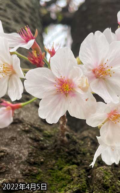 【武蔵小杉の桜(定点観測2022)】4月5日、昨日は見てませんでしたが、うーん、花びら結構落ちたかな?(^_^;)周囲もどんどん散っておりまするー