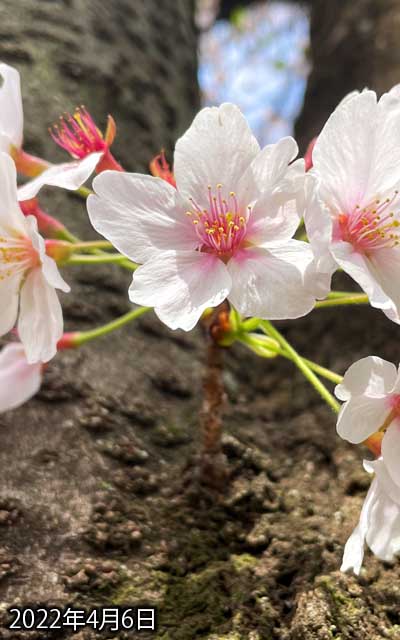 【武蔵小杉の桜(定点観測2022)】4月6日、お花に勢いが無くなってきた様子…(^_^;)地面の白い点は白い塊へとなってきており、いよいよ終了時期かと…そう言えば去年のお振込作業の日(4月9日)には、既に葉桜になっていたのぉ…