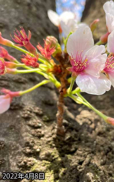 【武蔵小杉の桜(定点観測2022)】4月8日、とりあえず今日も見ておく…写真の左サイドの花びらは1枚を残し落ちちゃってましたねー、右サイドも残り僅か…遅れてたてっぺんのやつ、右側のが咲いてましたな…明日には手前の花びらは全部落ちちゃってるかもねーヽ(^.^;)丿
