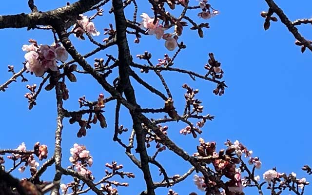 で、久々に少しだけ悪あがき…今年も桜の季節に…ヽ(^.^;)丿