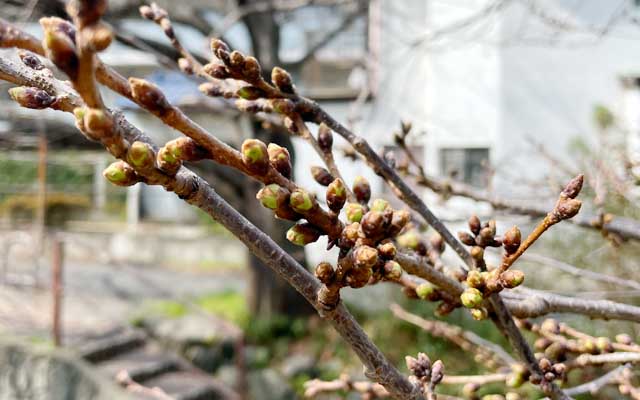 同じ二ヶ領用水からの分流(渋川)脇の桜、こっちはかなり膨らんでおるな…まぁ、毎年、こっちの方が咲くの早いんだけど(^_^;)