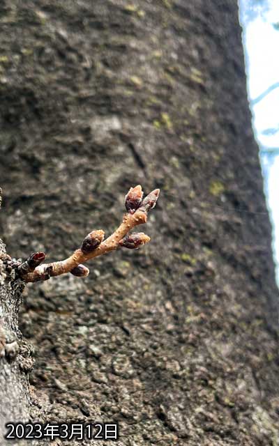 【武蔵小杉の桜(定点観測2023)】3月12日、ここだけ撮り残されてる感がつおいヽ(^.^;)丿