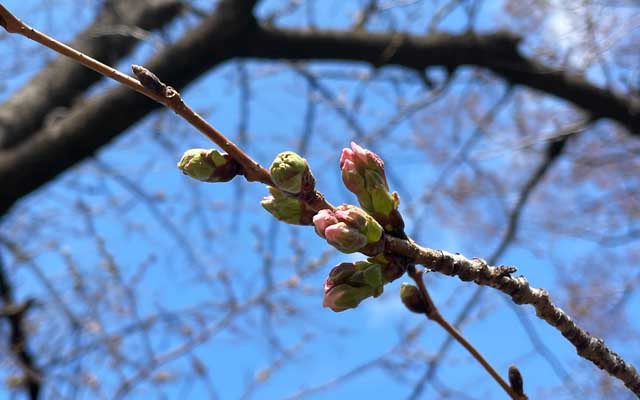 観察対象と同じ木では、もう咲く準備に入ってるのもあったりする…今週中には咲きそう…(^_^;)