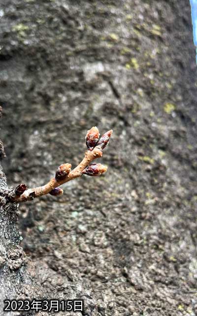 【武蔵小杉の桜(定点観測2023)】3月15日、昨日より少し上側のが伸びてる??でも周囲の早さには及ばないヽ(^.^;)丿