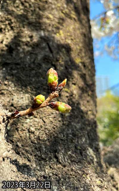 【武蔵小杉の桜(定点観測2023)】3月22日、あー、こっちも先っぽ赤くなってたっ!ヽ(^.^;)丿もしかして今週末咲く??