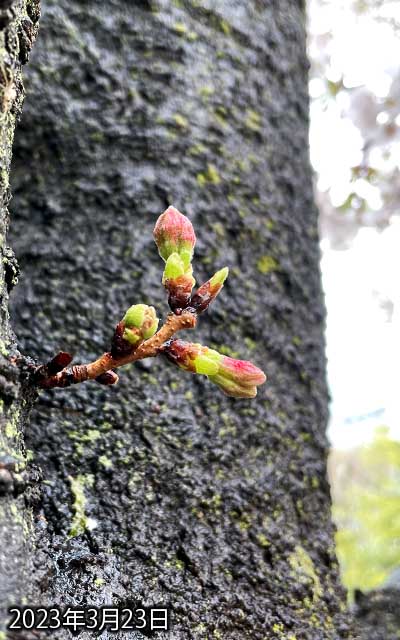 【武蔵小杉の桜(定点観測2023)】3月23日、いや待ってっ!ヽ(^.^;)丿成長早いよ、週末やっぱ咲くよこれ…