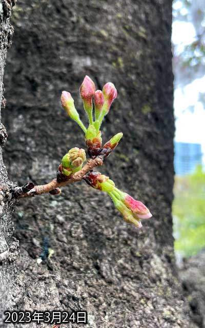 【武蔵小杉の桜(定点観測2023)】3月24日、あらー、先が伸びちゃってましたよ、下側はほころびも見えてるし、明日開いてるかもしれんなー