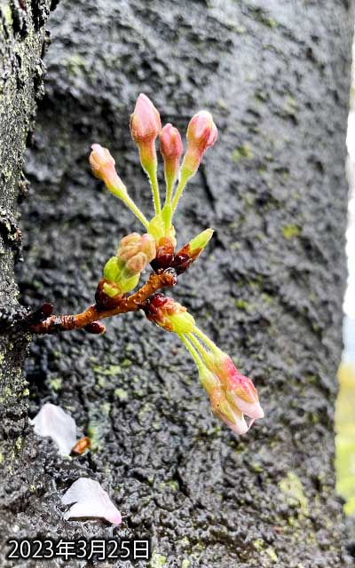 【武蔵小杉の桜(定点観測2023)】3月25日、今日急に冷え込んだからな…あ、でも、明日には開きそうです(雨降りだろうけど… ^_^;)
