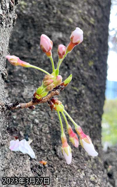 【武蔵小杉の桜(定点観測2023)】3月27日、残念、今日は咲いてませんでしたっ!ヽ(^.^;)丿まぁ、明日かな?