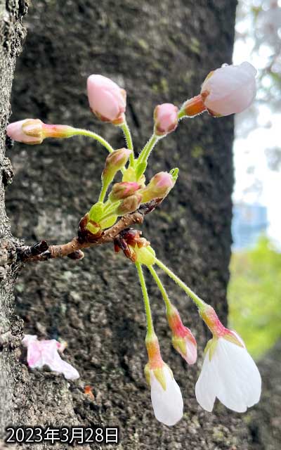 【武蔵小杉の桜(定点観測2023)】3月28日、ここに来て急に鈍化のよーです(^_^;)まぁ、今日も午前中雨だったしー