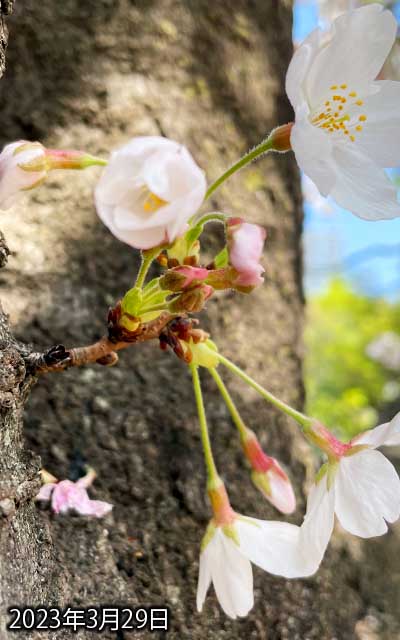 【武蔵小杉の桜(定点観測2023)】3月29日、ようやく開きましたがな(^_^;)今日は晴れて気温も上がったしねー、でもまだ蕾なのが残ってるな…(^_^;)