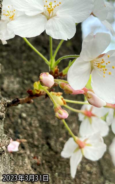 【武蔵小杉の桜(定点観測2023)】3月31日、遅れてた蕾も先が開き始めました、が、明日は難しいかな?(^_^;)