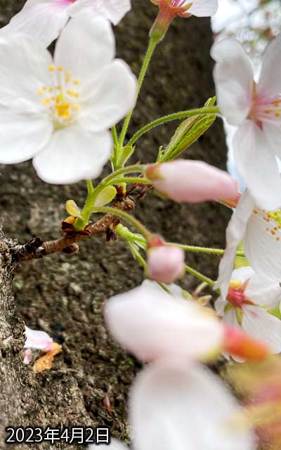 【武蔵小杉の桜(定点観測2023)】4月2日、花びら落ち始めましたし、先っぽも葉っぱが見えるように…まだ蕾のもそろそろ開くでしょう…(^_^;)