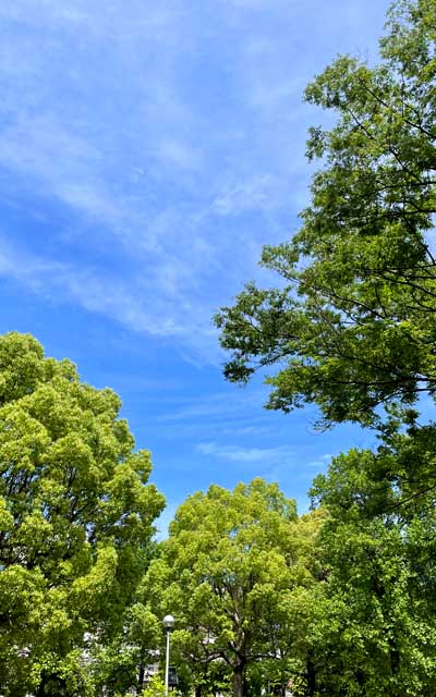 多少曇りめながら、夏陽気ではあるヽ(^.^;)丿まぁ、湿度はまだ低いけどーヽ(^.^;)丿