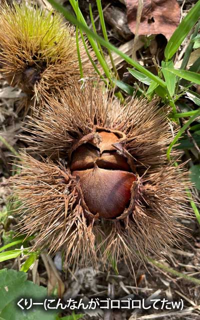 こんなんが大量に落ちてるトコが…見上げたら木にはまだたんと実のっておるしヽ(^.^;)丿こゆトコは秋っぽいねヽ(^.^;)丿