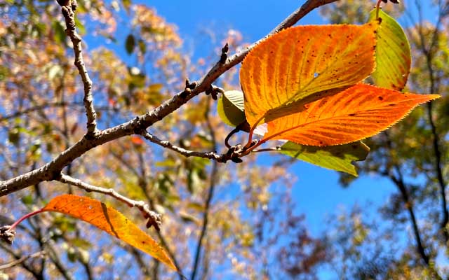 桜には既に来年の蕾が…ヽ(^.^;)丿いやまぁ、これで冬を越してるんですけどね(^_^;)葉っぱはマダマダ残っておるでおw