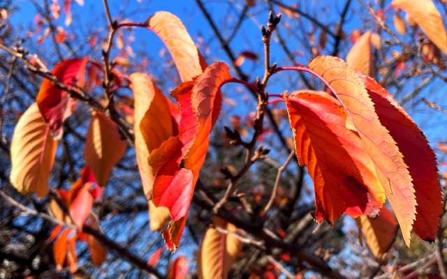 お医者の途中で見かけた桜の紅葉…12月だよなぁ…(^_^;)例年今の時期ってまだ葉っぱ残ってたっけ?(^_^;)