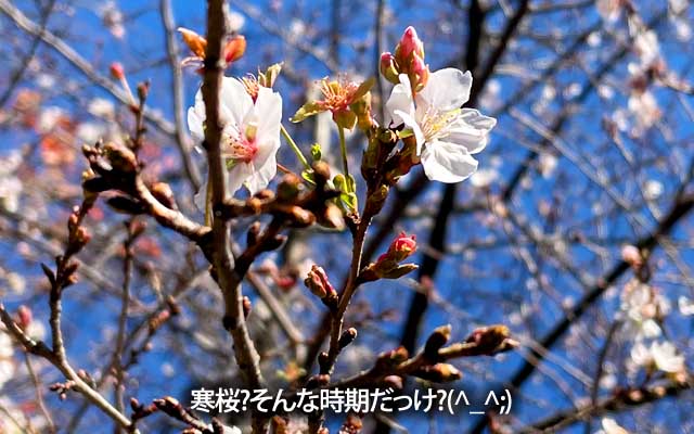 桜も咲く季節となりました＼(^o^)／か…寒桜いや、まだ早い気が…梅?いや、それも違う気が…(^_^;)