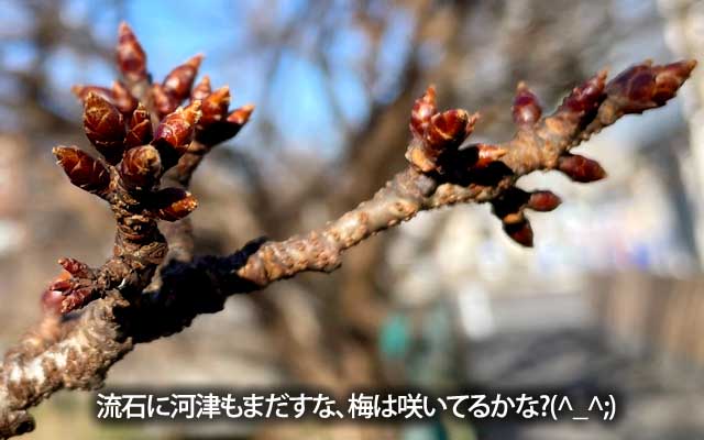 普通に悪あがきを…が、訳あって短距離に…＼(T_T)／だもんで、近所の桜を確認しにだけ…まぁ、流石に年明け直後では、河津桜もまだですかなー