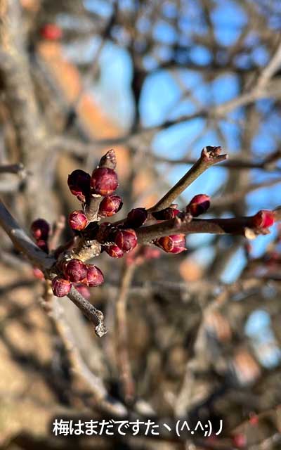 が、流石にまだ早かったかな?蕾のママぢゃないですかーいヽ(^.^;)丿あれ?お花の白い木がもう1本あった気がするけど…見当たらない…