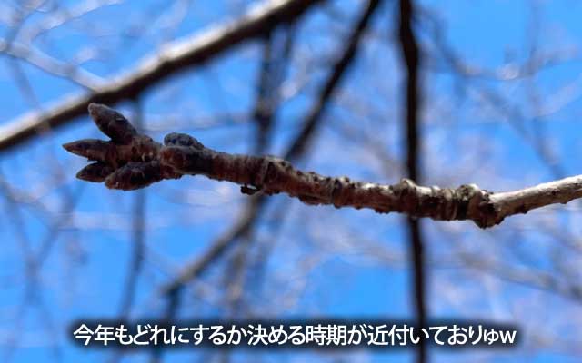 これにするつもりはないけど…例年の木がなんか元気無い感じだったりするしのぉ…(^_^;)