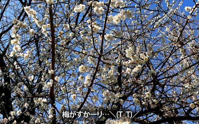 あぁ…いつの間にか近所の梅が…そりゃ2月も半分過ぎてりゃ…＼(T_T)／